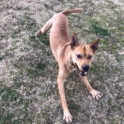 犬猫譲渡会 サムネイル1