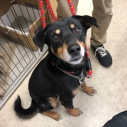 犬猫譲渡会 サムネイル2