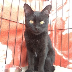 犬猫譲渡会 サムネイル3