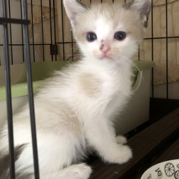 3/19に生まれました6兄妹です