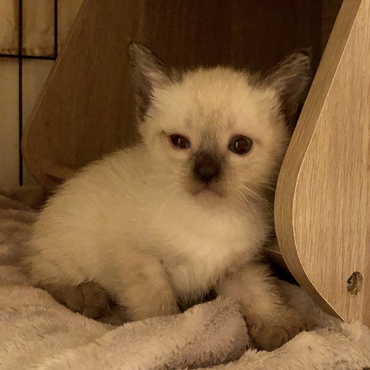 シャム風メス ママが大好きです