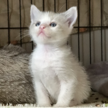 ほぼ白のラグドール風オスです