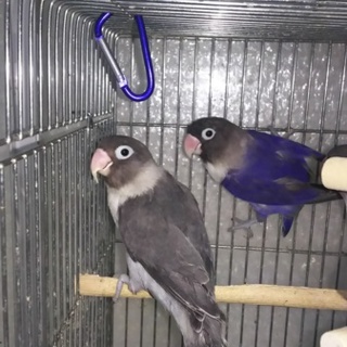 里親様が決まりました。皆様ありがとうございます。