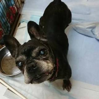 13歳フレンチブルドッグ女の子