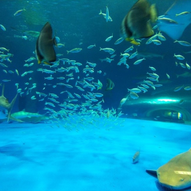 琴子のカバー写真