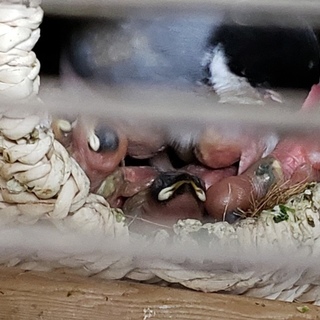 文鳥のヒナ里親募集☆残り一羽