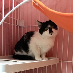 「チョビちゃんもおうち、決定！」サムネイル3