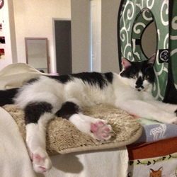 「チョビちゃんもおうち、決定！」サムネイル2