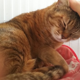 飼い主さんが急死！11才の甘えたのペコ