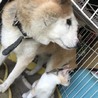 心蓮