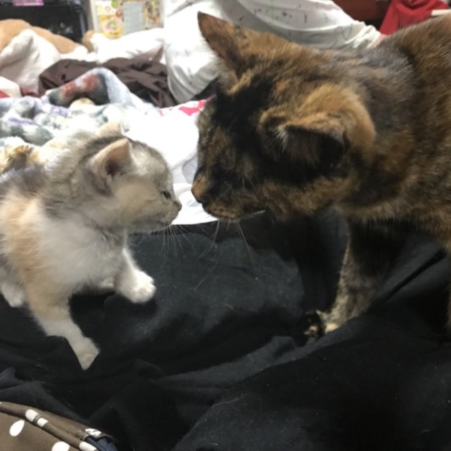 心蓮のカバー写真
