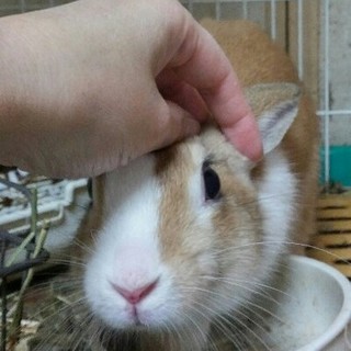 《交渉中》保護うさぎ蒼太