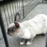 保護うさぎあやめ里親様募集 サムネイル2