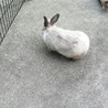 保護うさぎあやめ里親様募集 サムネイル6