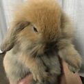 可愛いロップイヤーの赤ちゃん片耳です