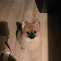 てる