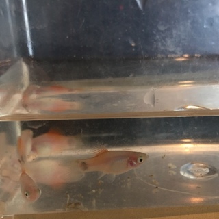 まだまだプラティの里親募集中！！