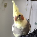 オカメインコ メス 成鳥 1羽