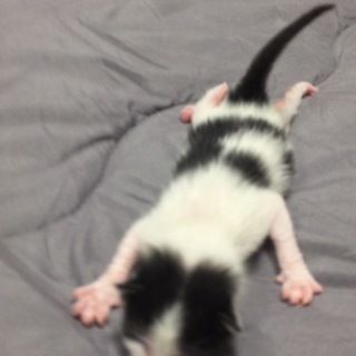 白黒斑らな子猫