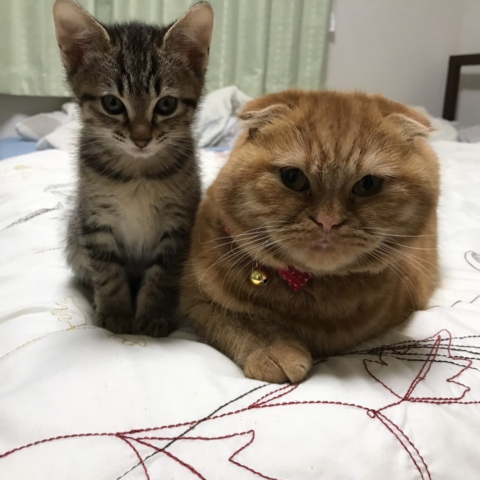 はなのカバー写真
