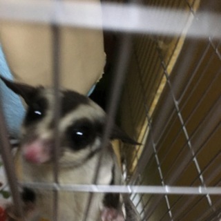 フクロモモンガ ノーマル 女の子