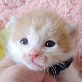 里親さま決定⚫茶白の男の子四兄弟