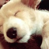 本日、家族になりました(｡◡̈｡)ラテ君です。これからよろしくね❀ 