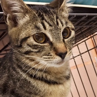 つぶらな瞳で甘えるチェリーはドット模様も魅力的