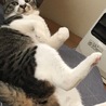 ぽこもも