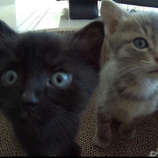 黒猫ちゃん♡3匹兄弟で産まれました(=^x^=)