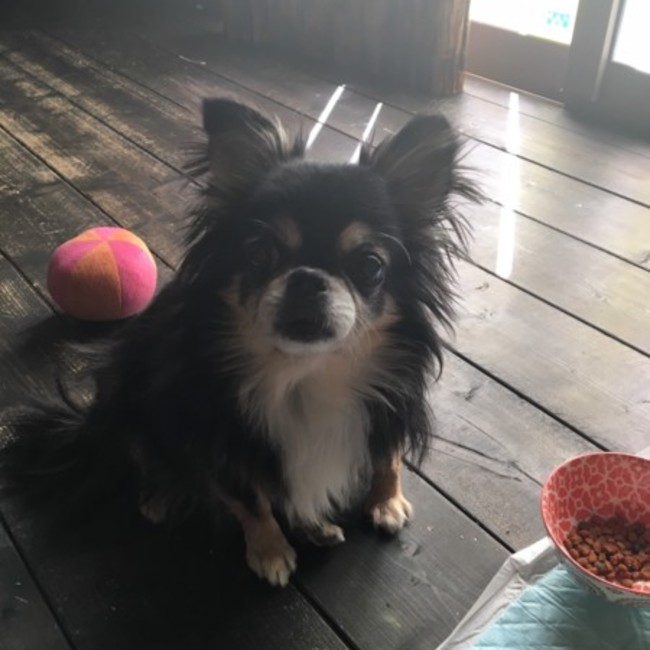 (ﾟ∀ﾟ)ﾎﾟｳのカバー写真