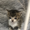 キジトラ子猫の里親さん決まりました！