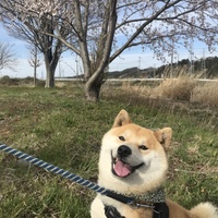 豆助