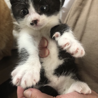 タキシードがかっこいい☆甘えん坊のピッペンくん