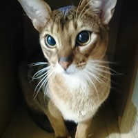 テト
