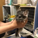 チンチラ子ども
