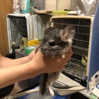 チンチラ子ども