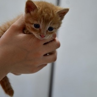 ちょっとトロイ？ミモザくん