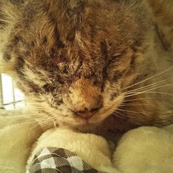 疥癬猫の快くん