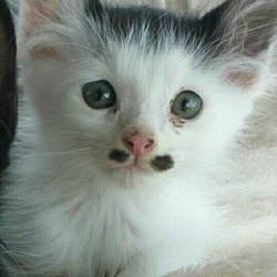 令和元年❤️猫の譲渡会スペシャル