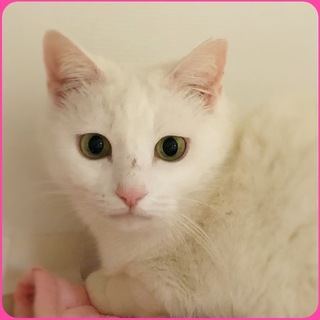 5歳くらい♪真白（ましろ）ちゃん