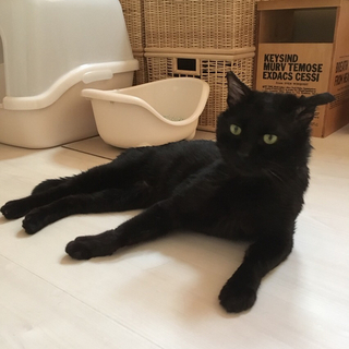 人間大好き黒猫♂