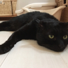 人間大好き黒猫♂ サムネイル3