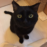 人間大好き黒猫♂ サムネイル4