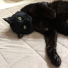 人間大好き黒猫♂ サムネイル5