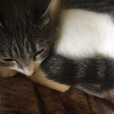 最近ずっと膝の上で寝てくれる