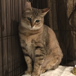 穏やか甘えんぼうモモちゃん