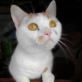 3歳のスコティッシュの女の子 ココちゃん