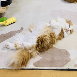 「ハッピー！」サムネイル1