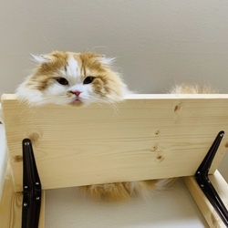 「ハッピー！」サムネイル2